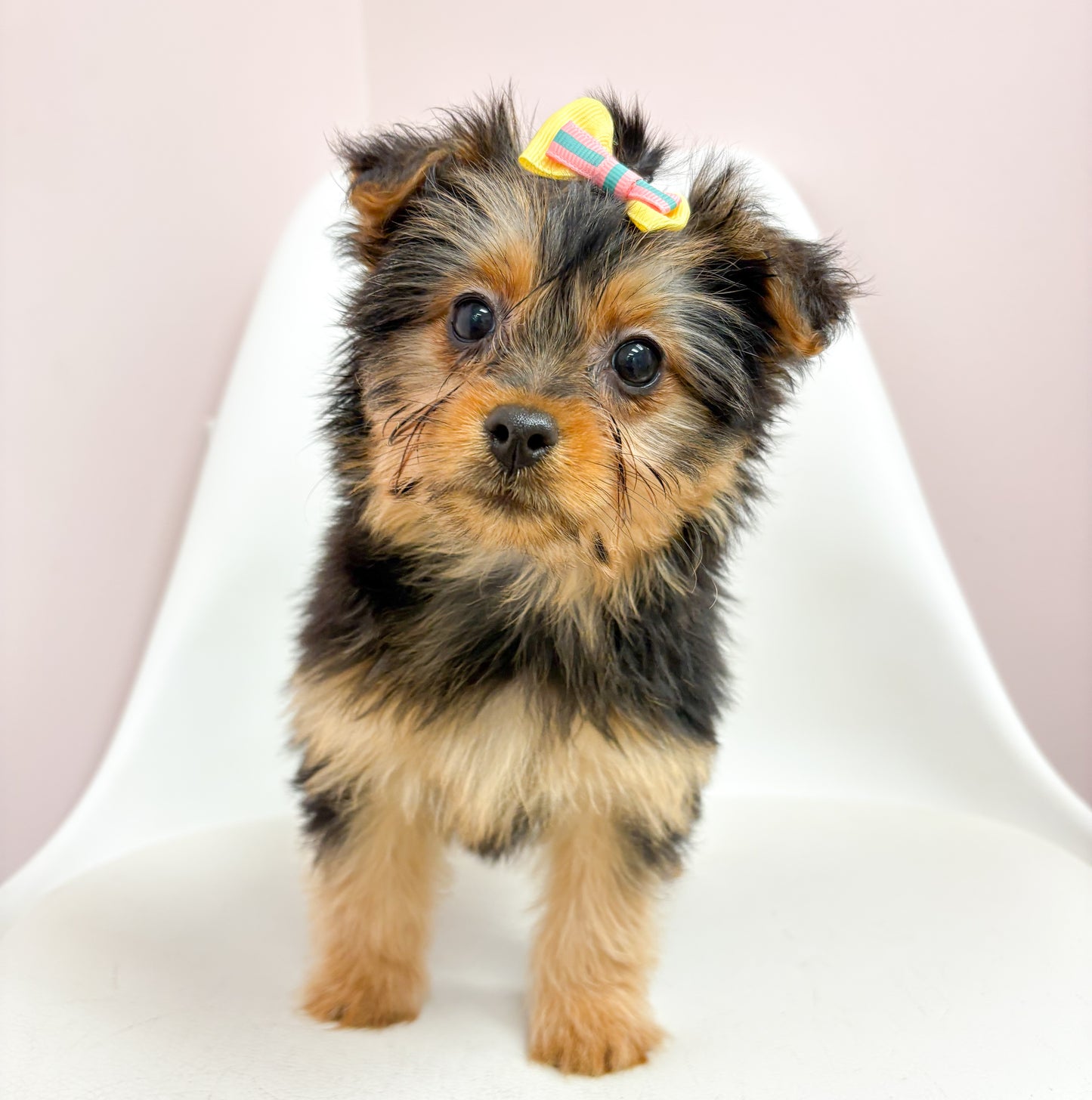 Belle- Female Silky Terrier