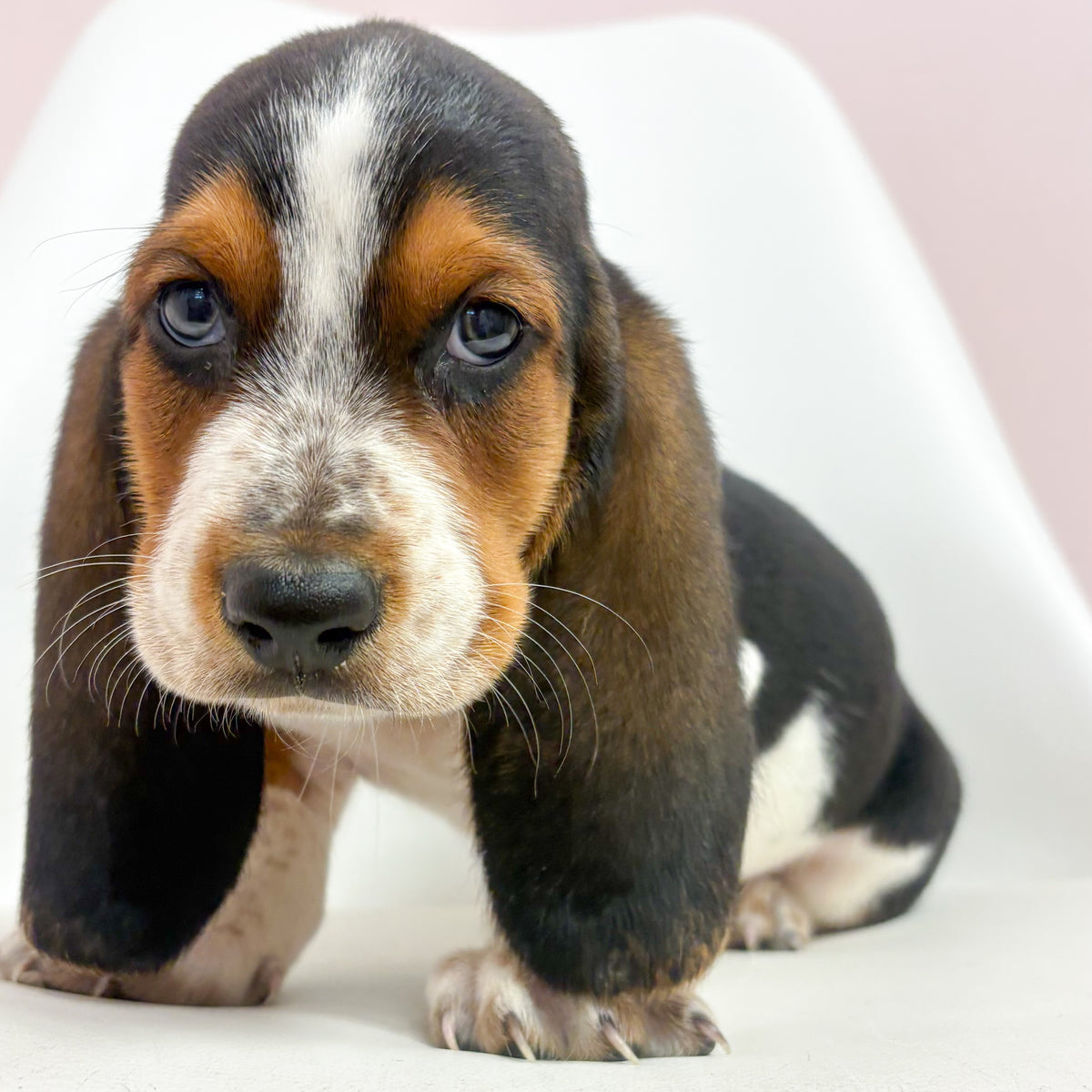 Bingo- Male Basset Hound