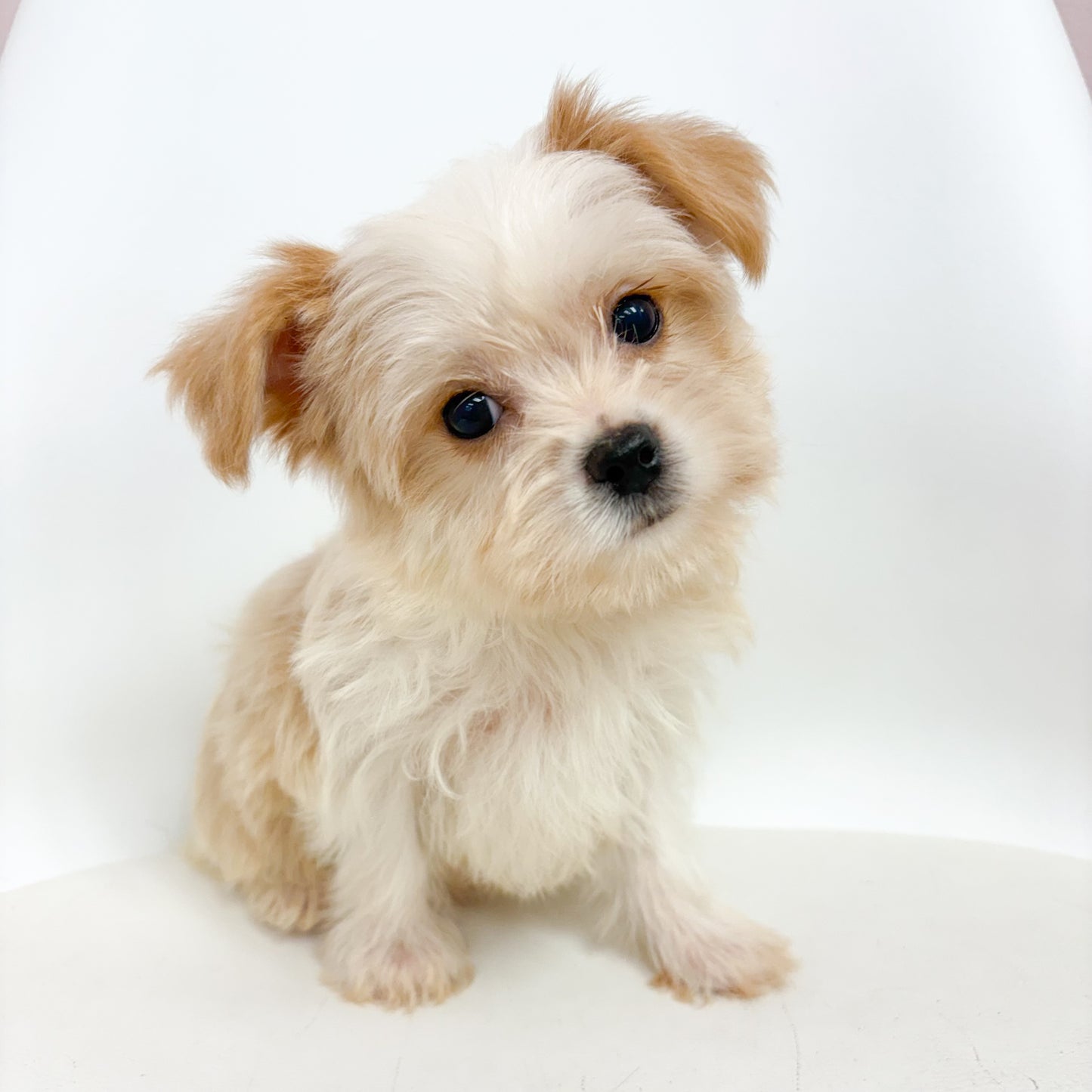 Biscuit - Male Morkie