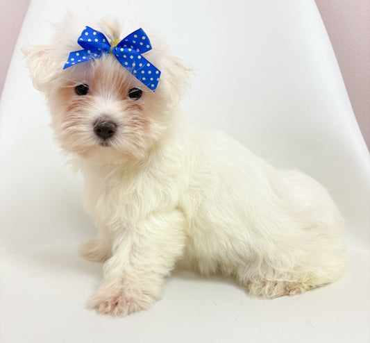 Libby- Female Maltese