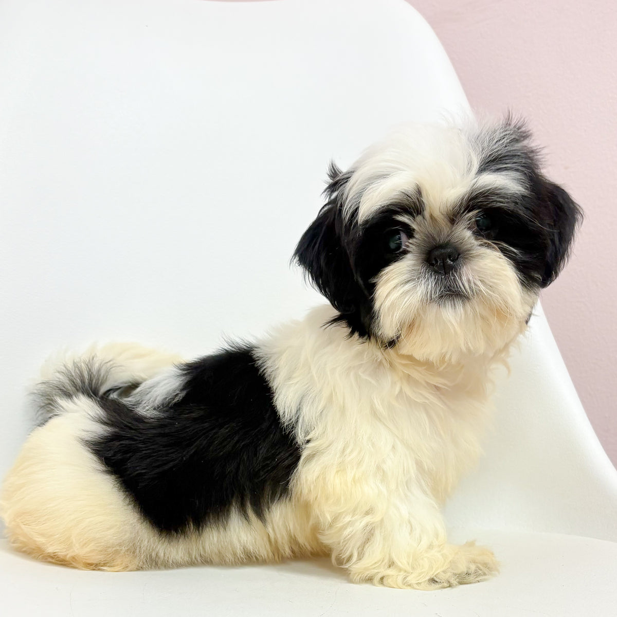 Buddy- Male Shih Tzu