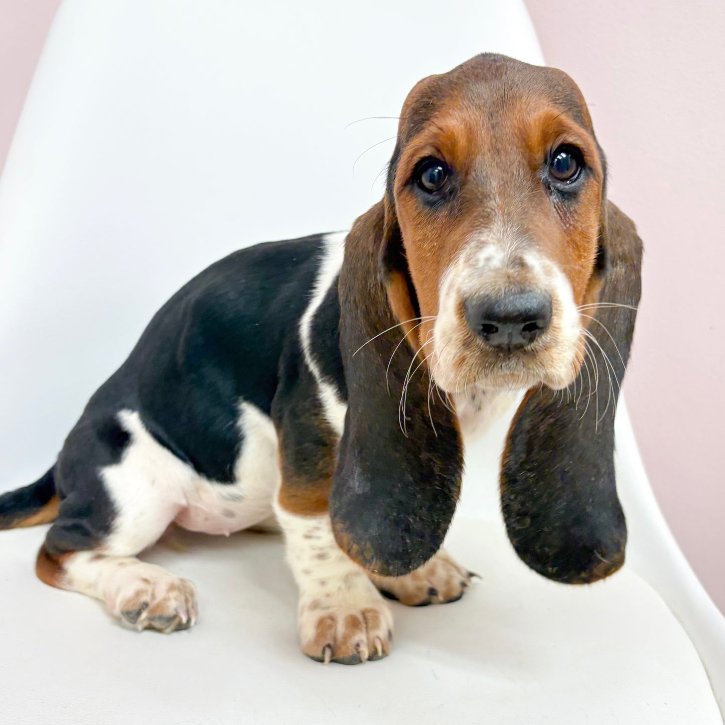 Barb- Female Basset