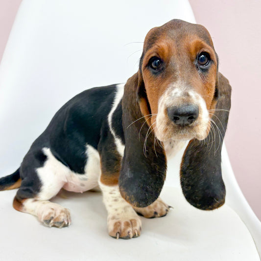 Barb- Female Basset