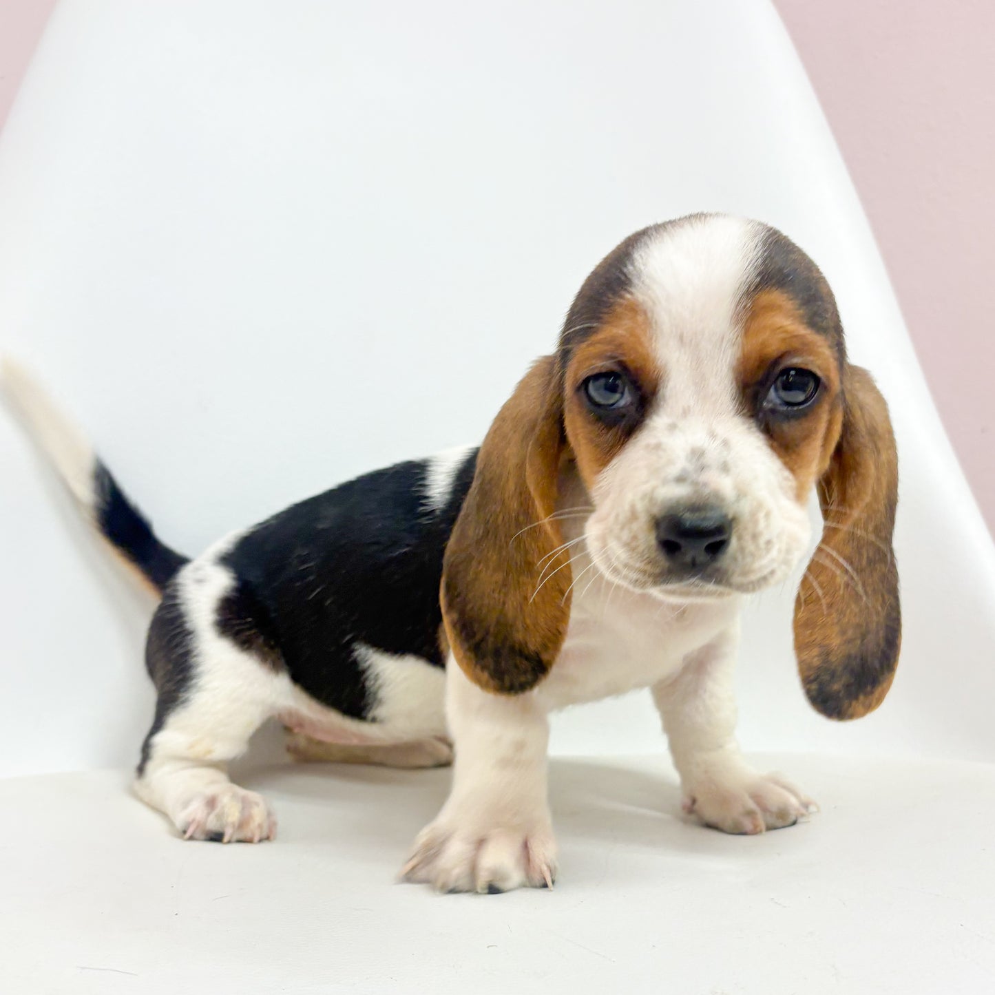 Bertha-Female Basset Hound