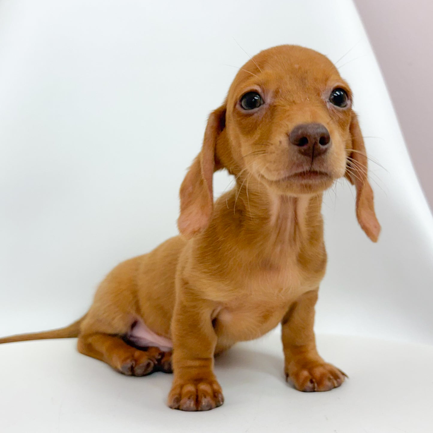 Danny- Male Mini Dachshund