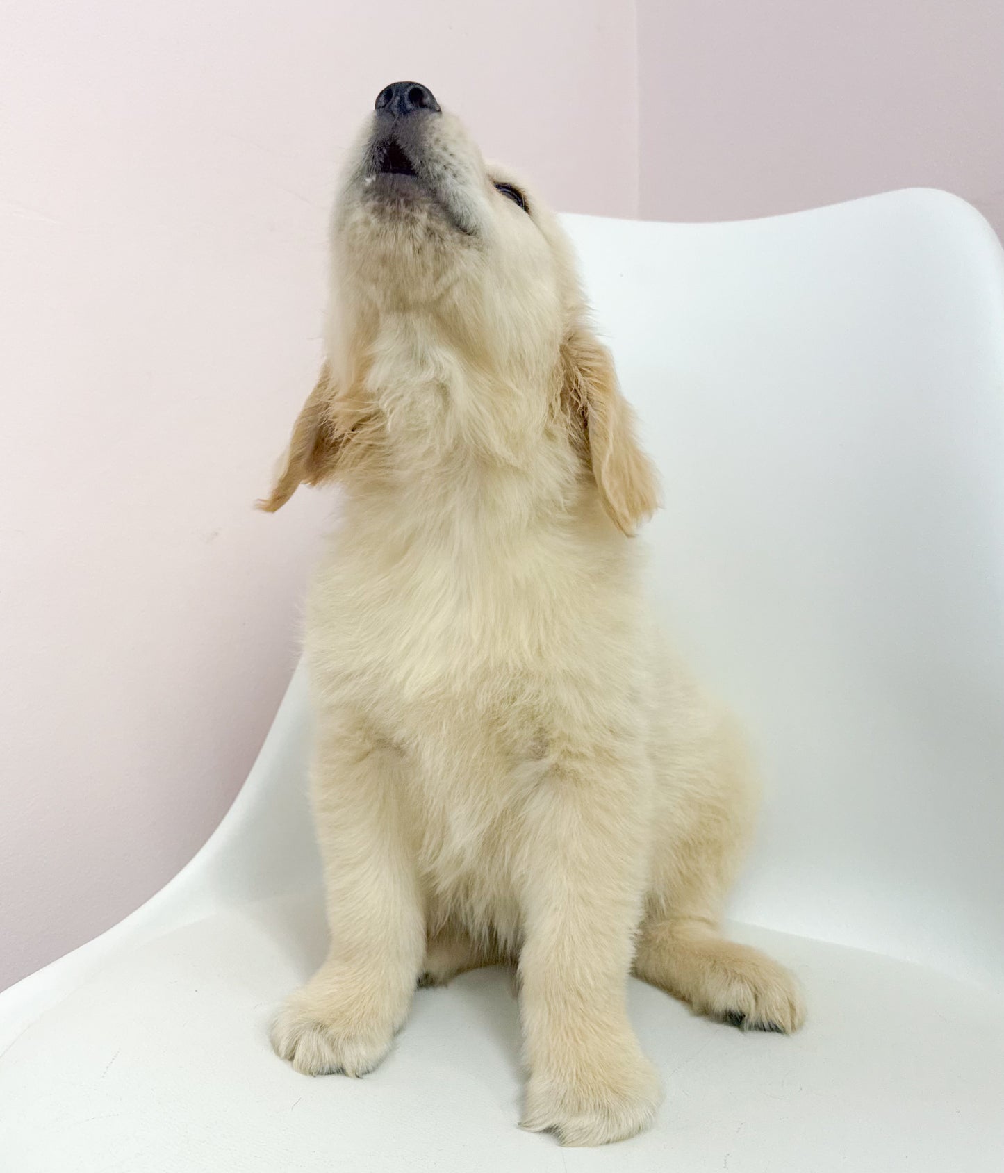 Bowie-Male Golden Retriever