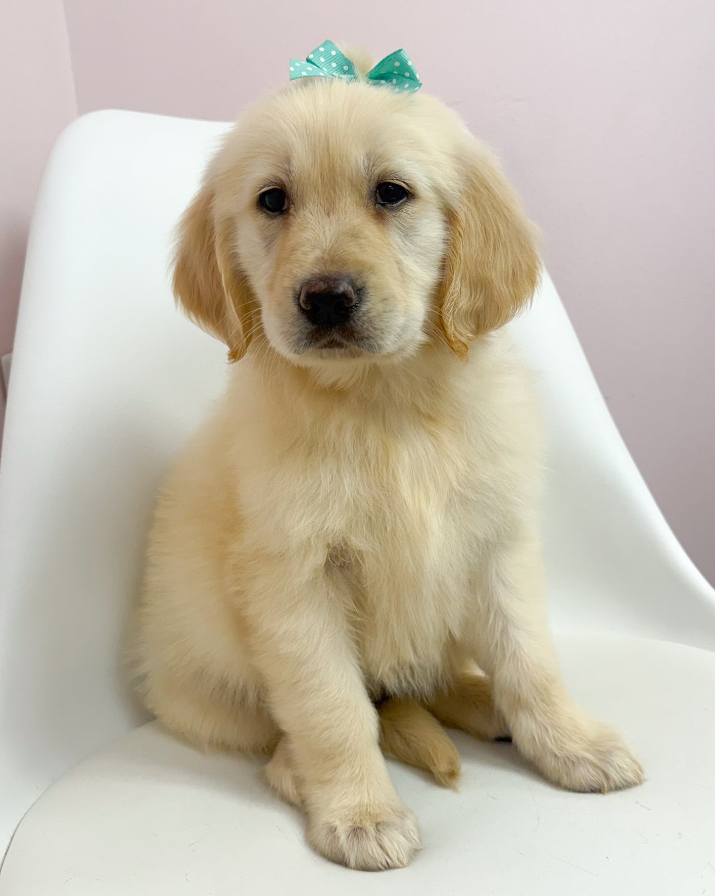 Lucy-Female Golden Retriever