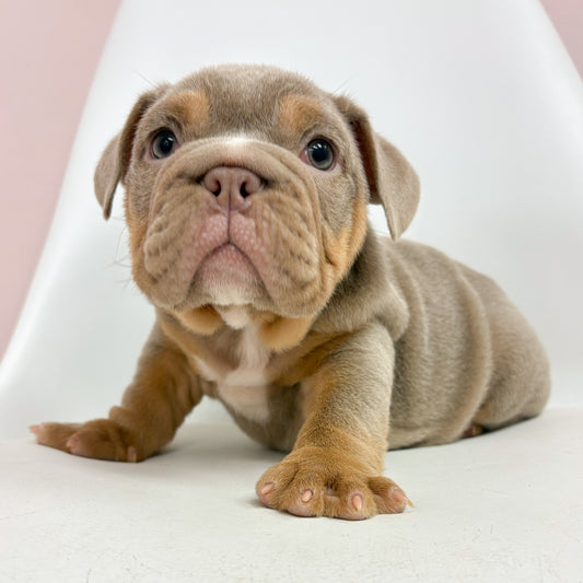 Livy- Female English Bulldog