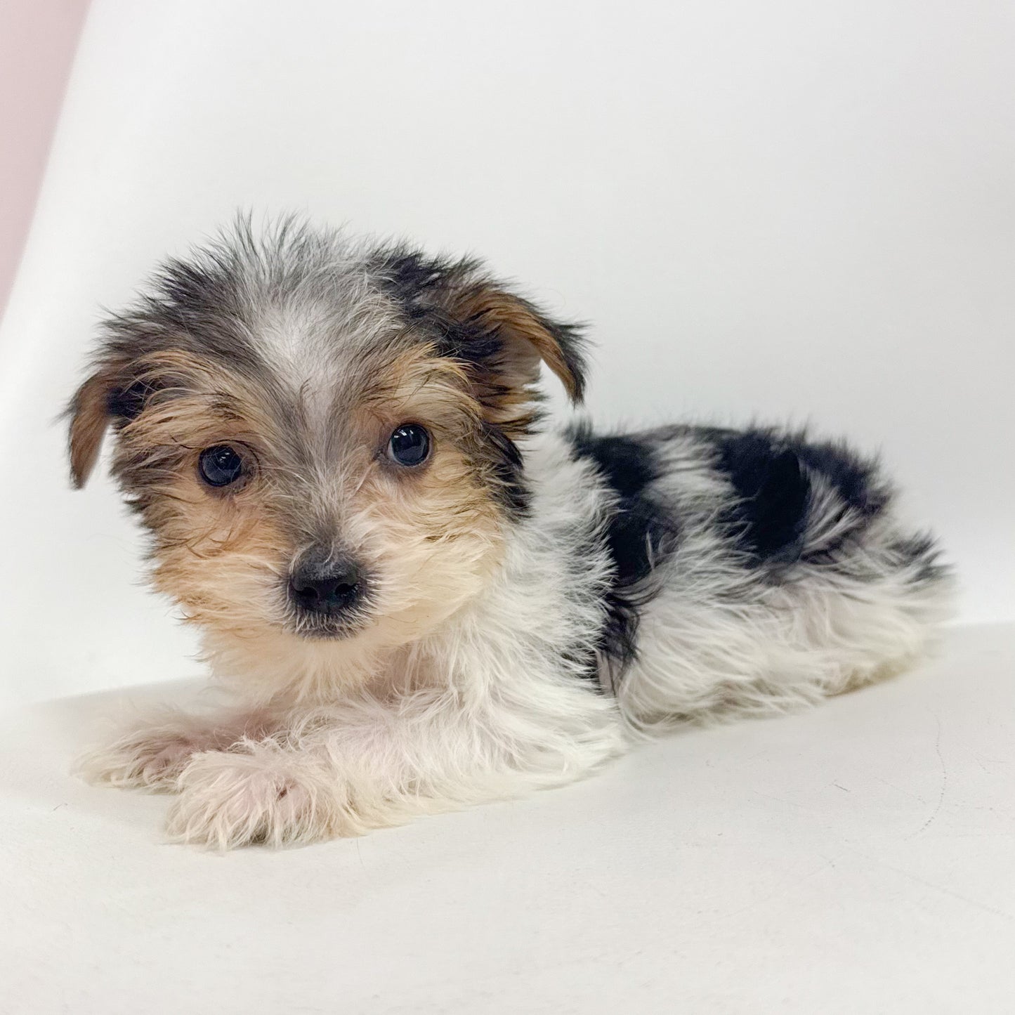 Fitz- Male Yorkshire Terrier