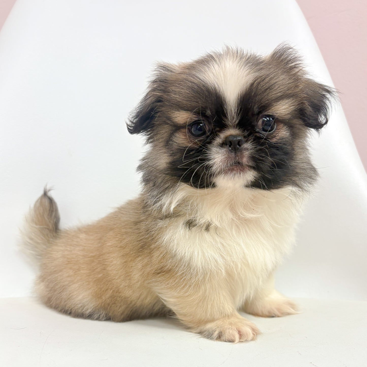 Gizmo-Male Pekingese