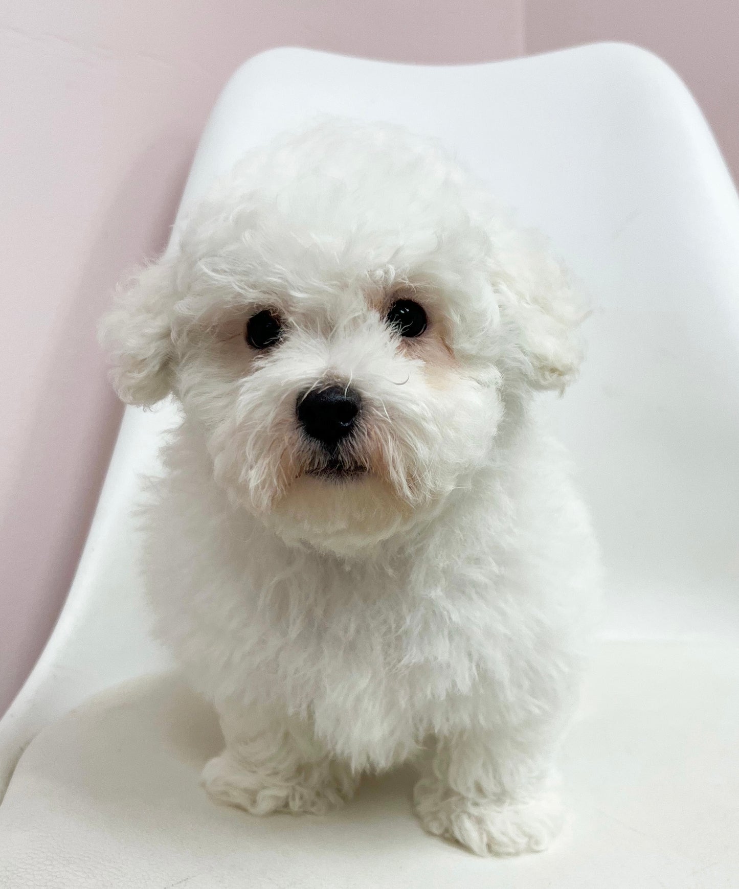 Buddy- Male Bichon Frise