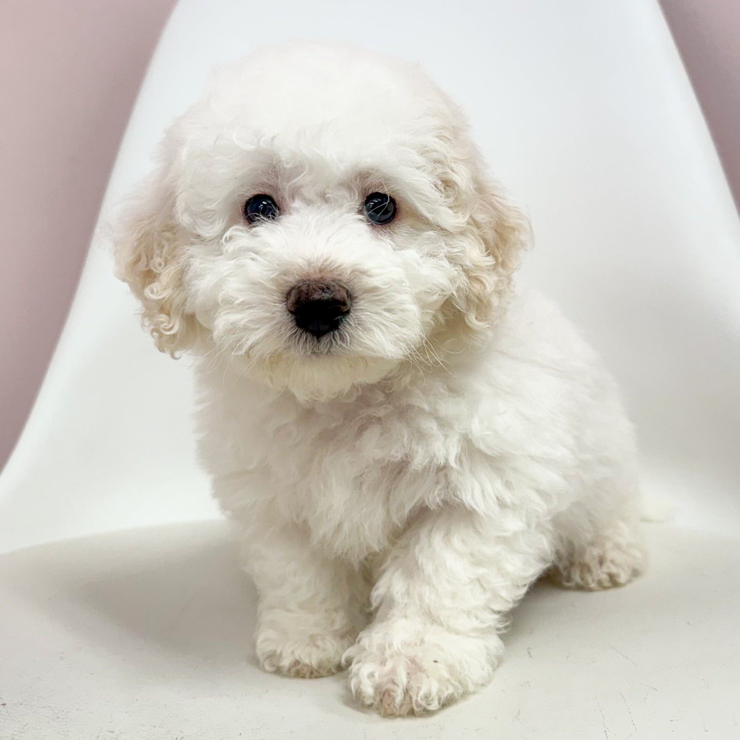 Marshmallow-Male Maltipoochon