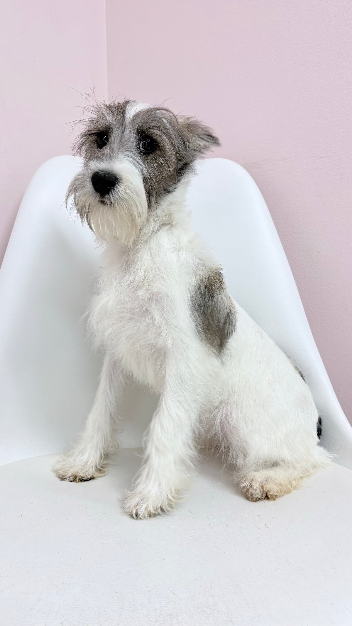 Penelope - Female Mini Schnauzer