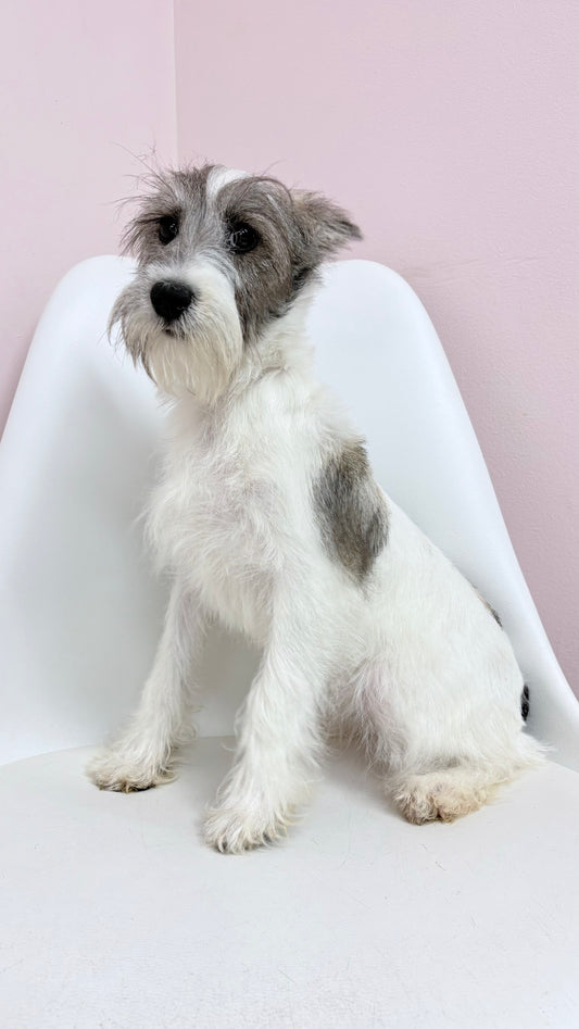 Penelope - Female Mini Schnauzer