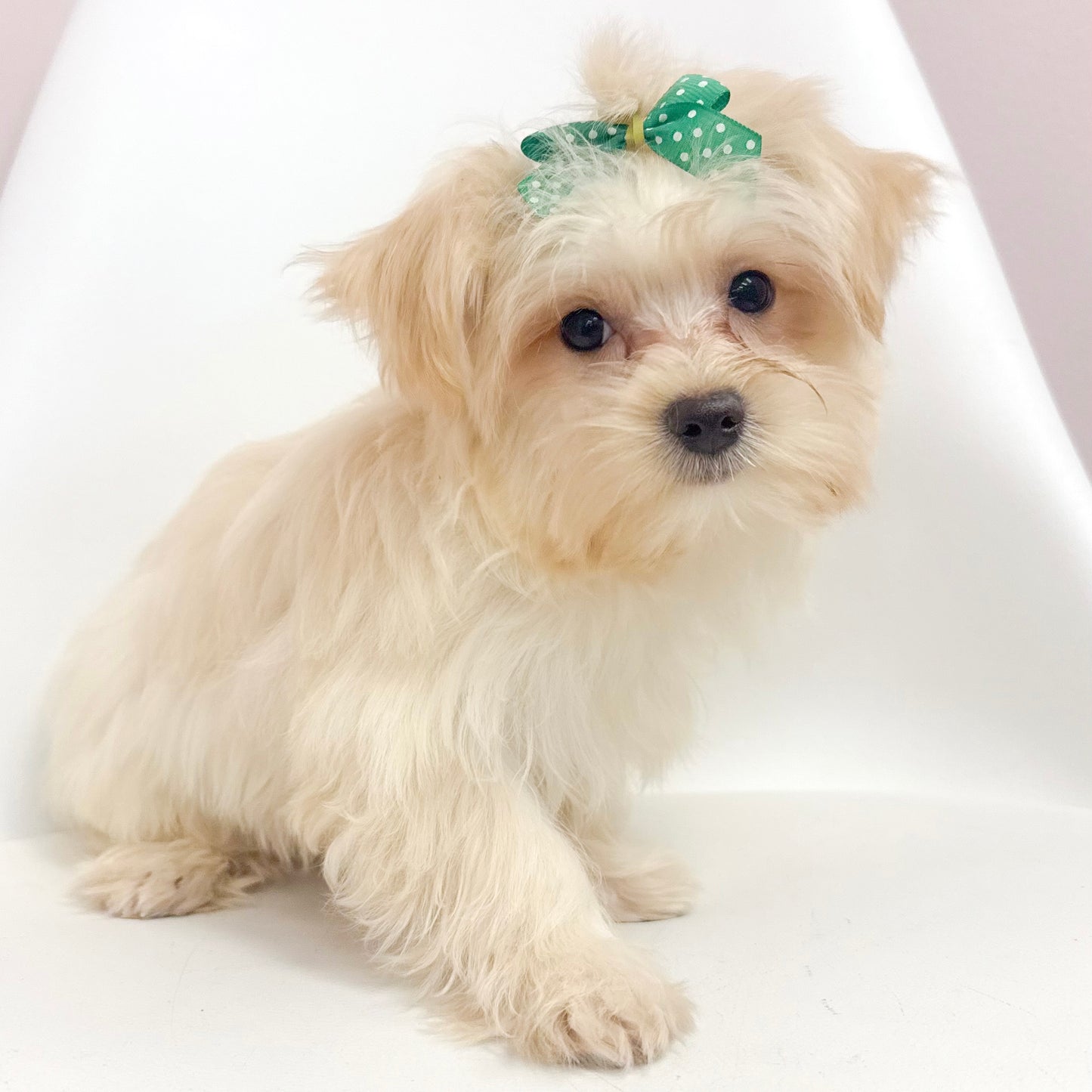 Missy-Female Morkie