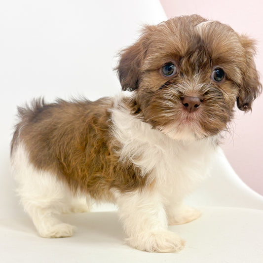 Teddy- Male Shih Tzu