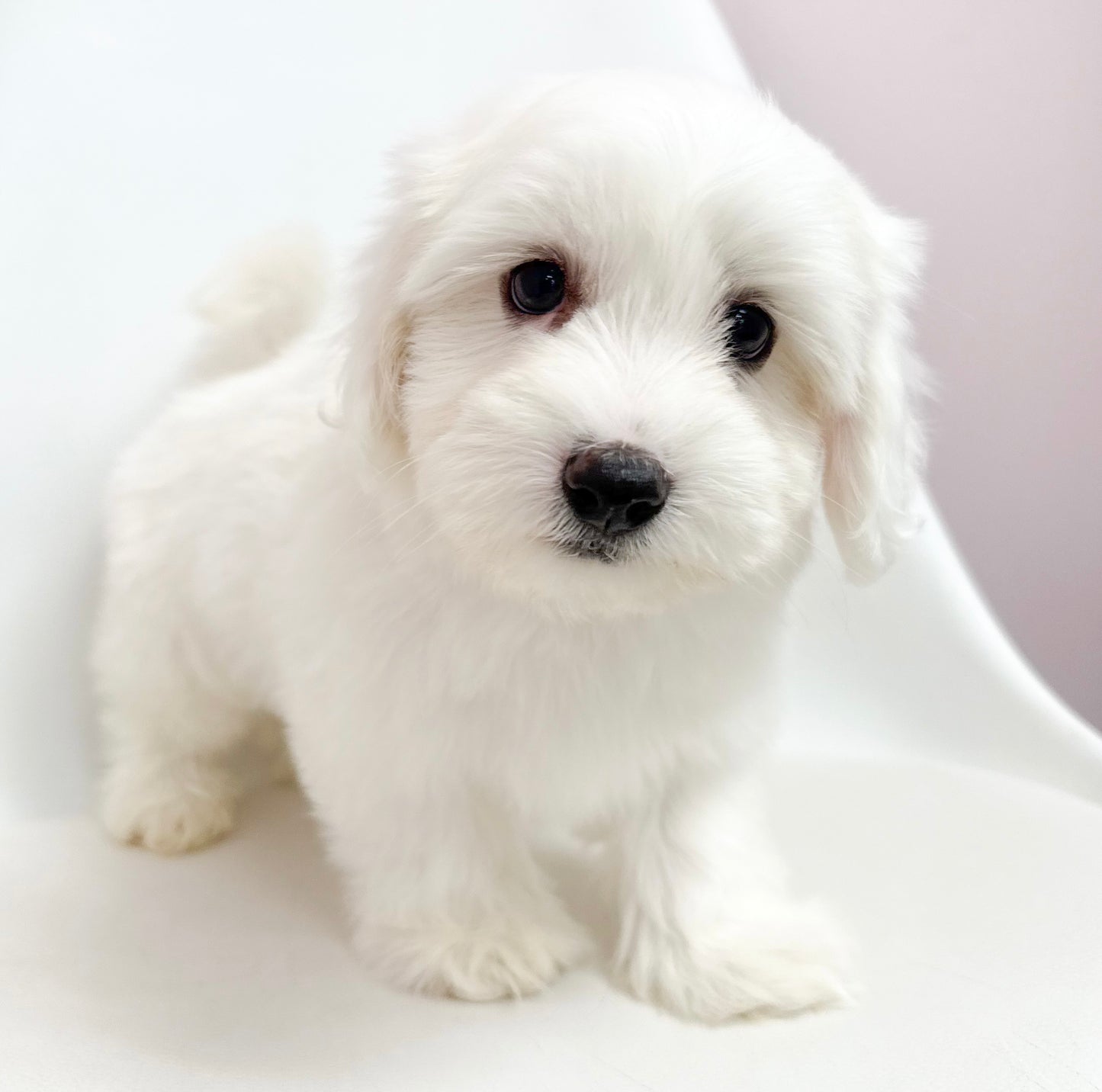 Marcel- Male Coton De Tulear