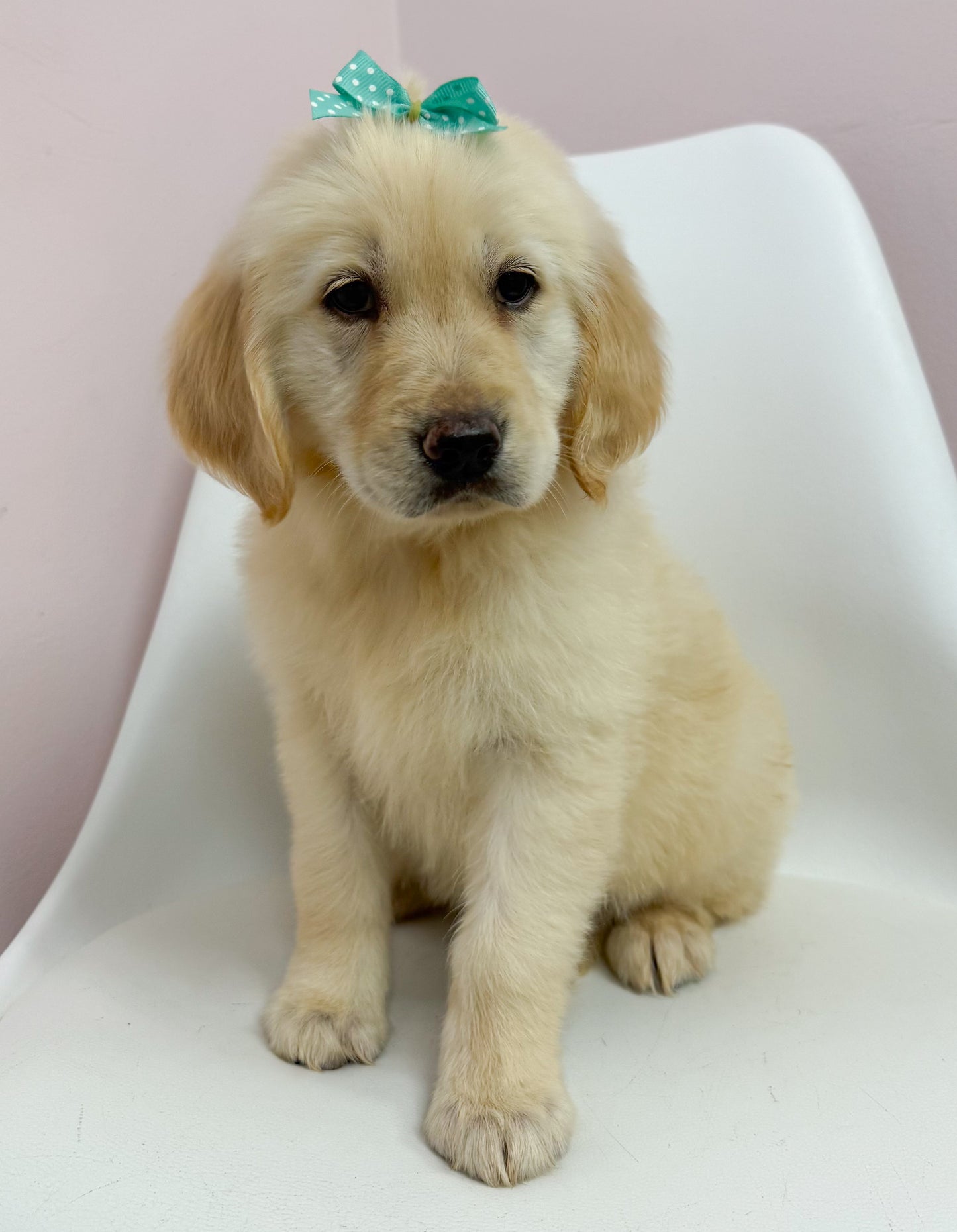 Lucy-Female Golden Retriever
