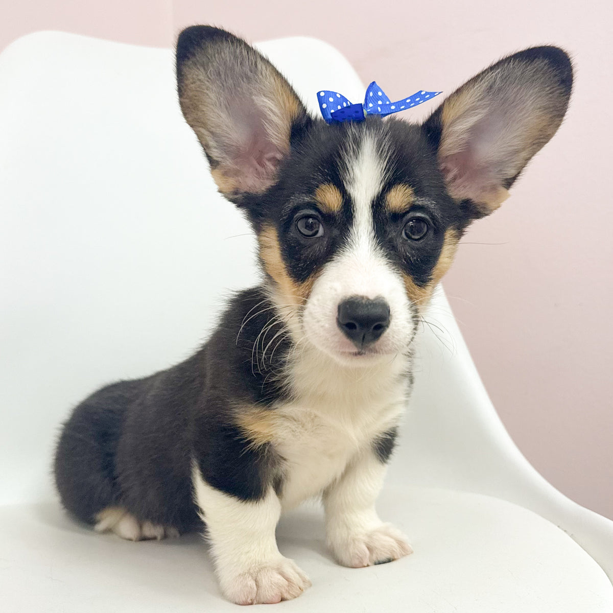 Josie- Female Pembroke Welsh Corgi
