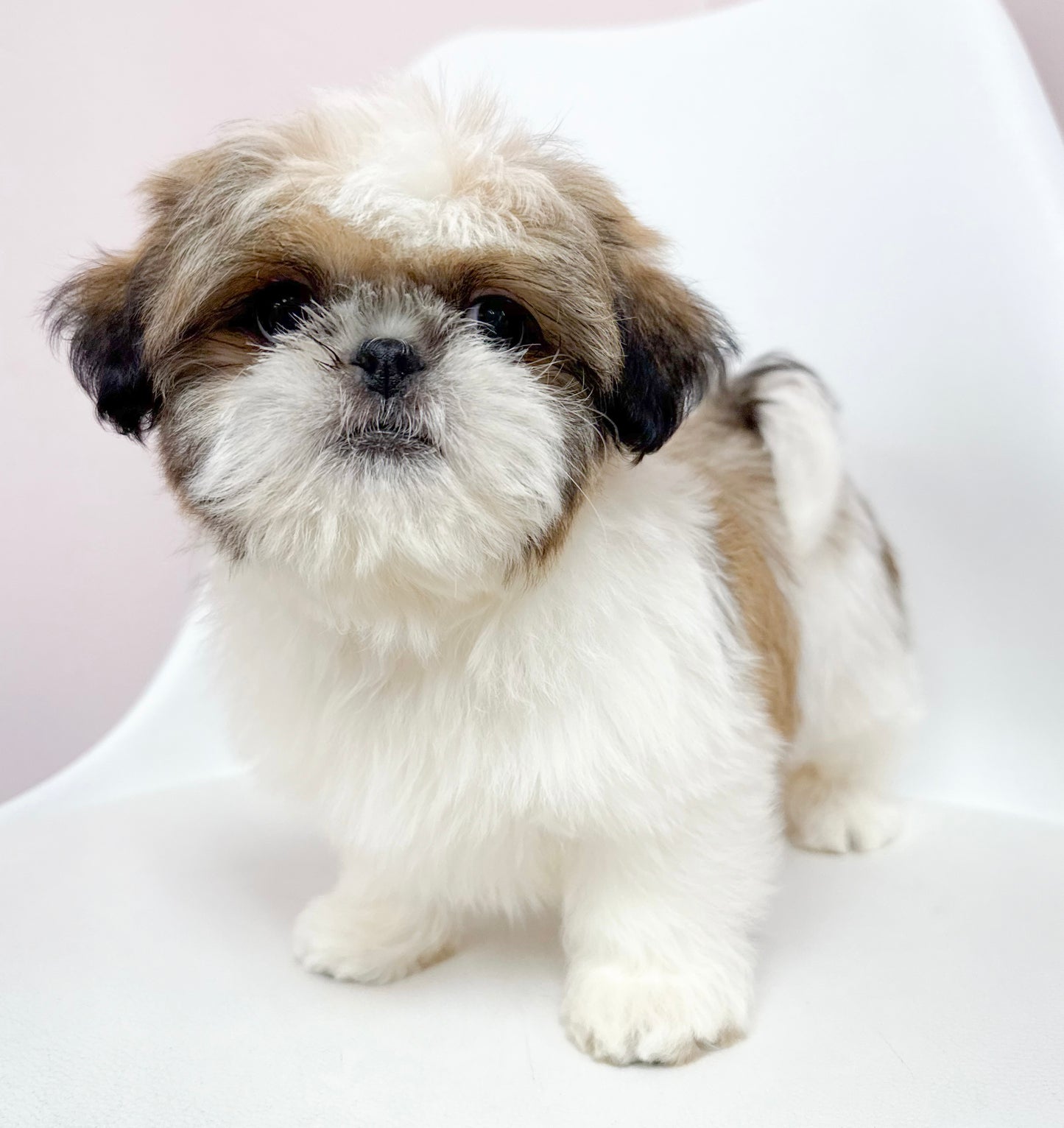 Petey - Male Shih Tzu