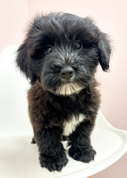 Murphy- Male Yochon