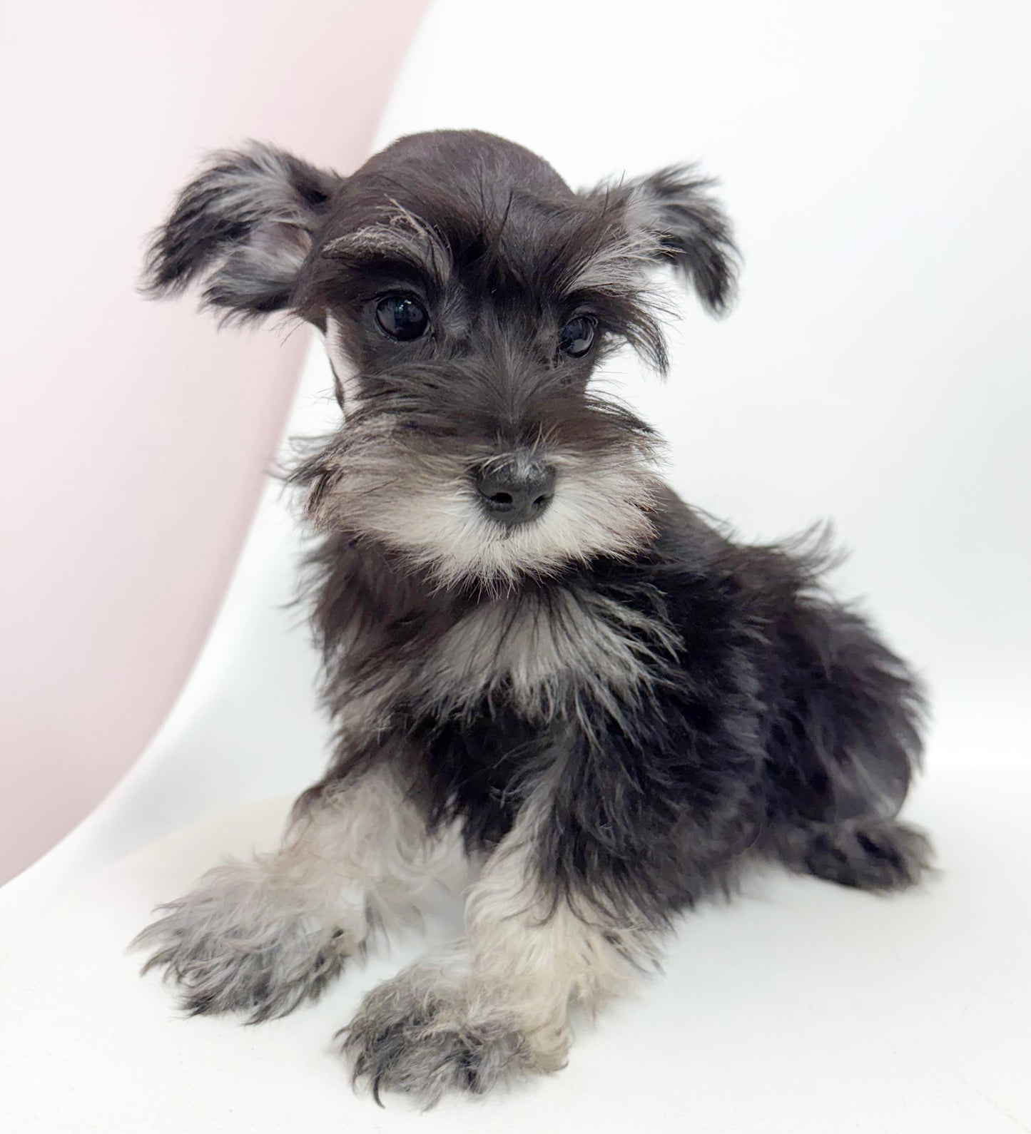 Piper- Female Mini Schnauzer