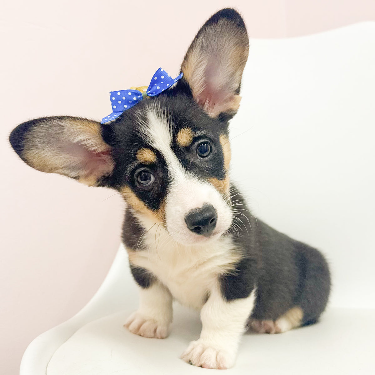 Josie- Female Pembroke Welsh Corgi
