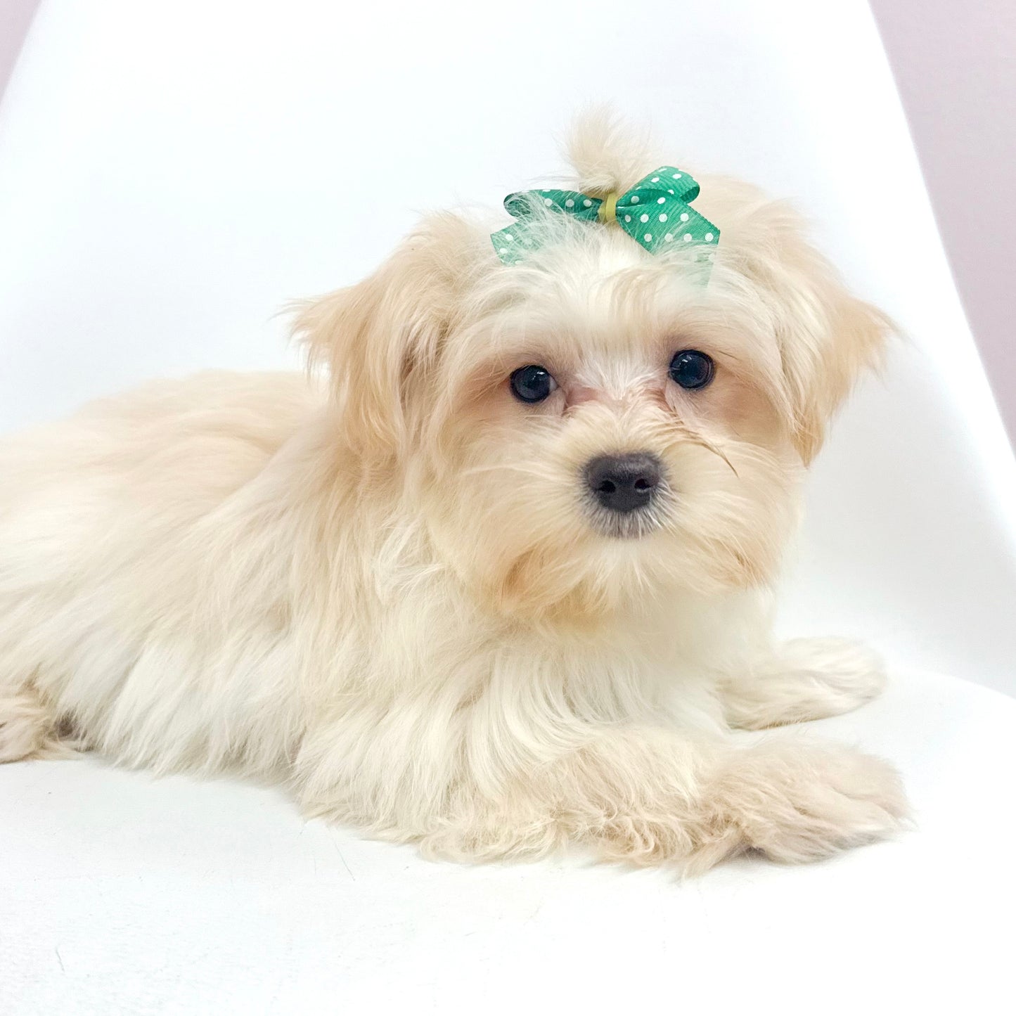 Missy-Female Morkie