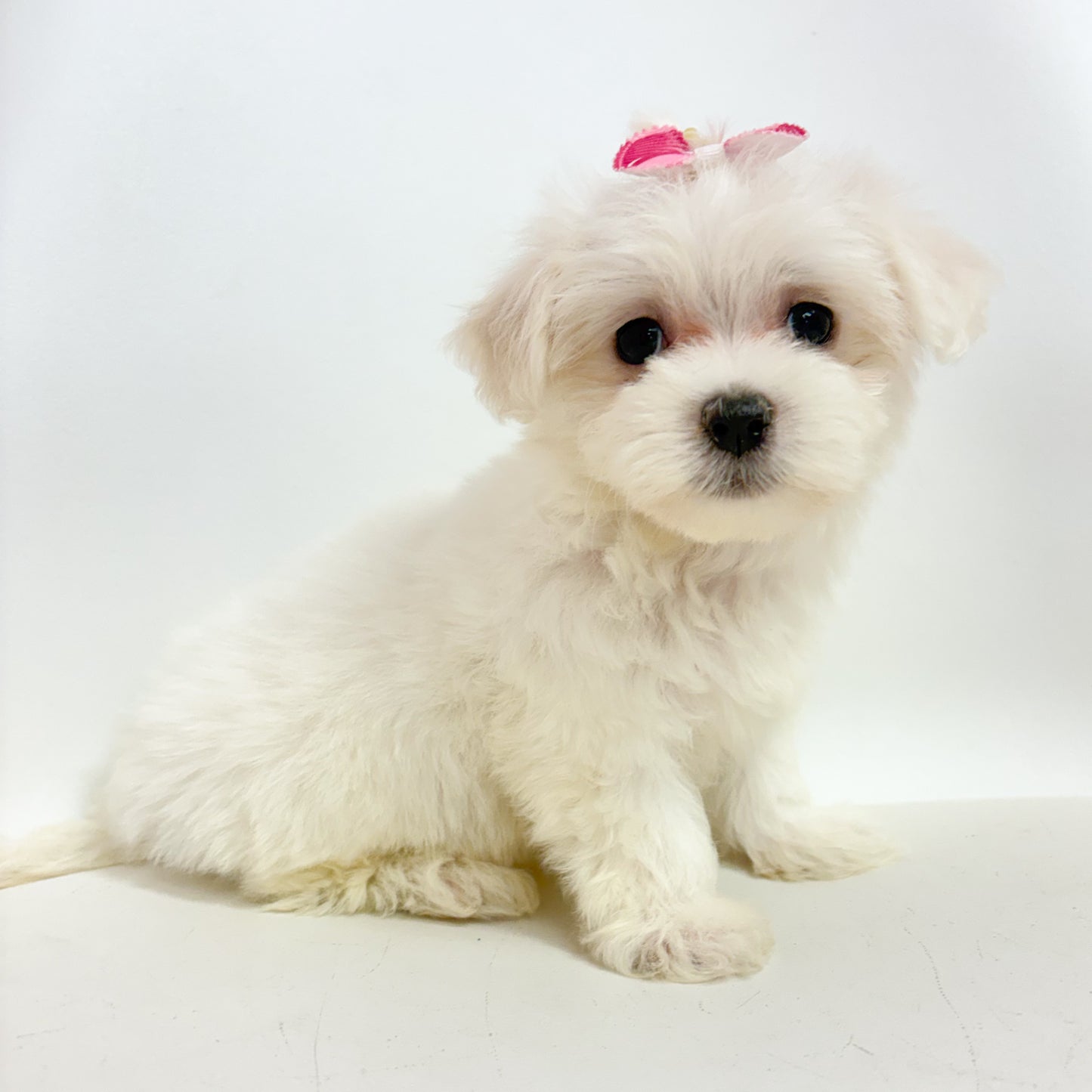 Mary-Female Maltese