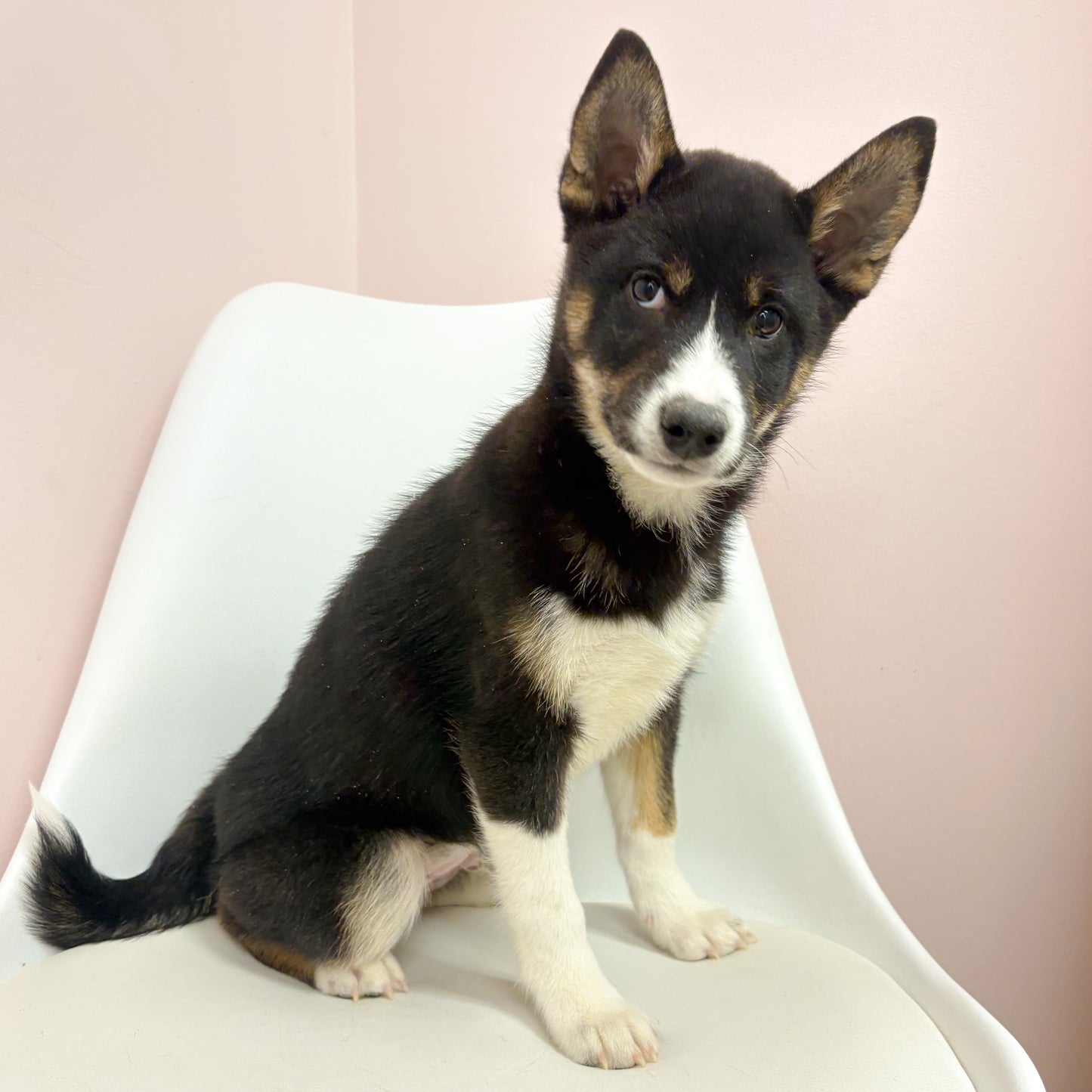 Simba- Male Shiba Inu