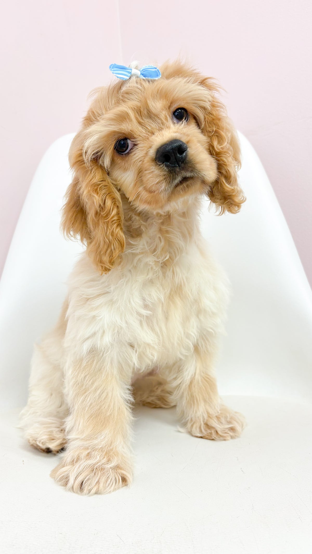 Peaches- Female Cocker Spaniel