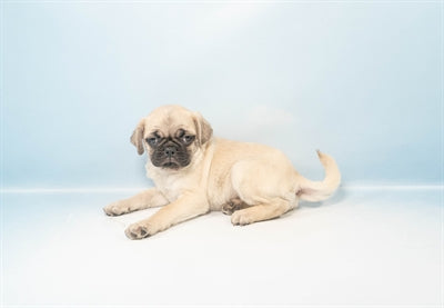 Penelope- Female Pug