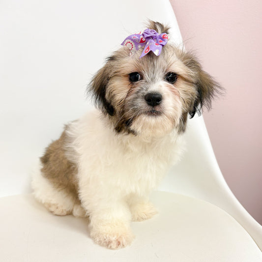 Honey- Female Teddy Bear