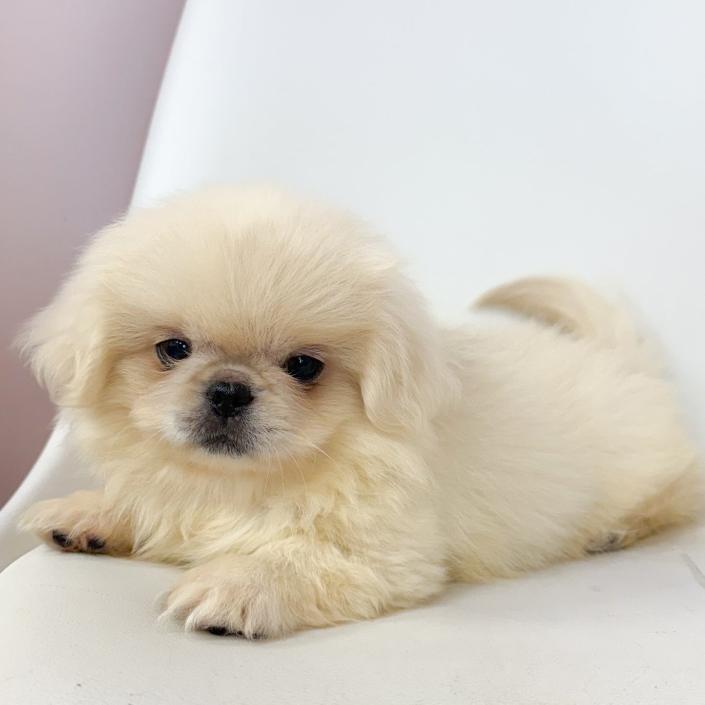 Louie- Male Pekingese