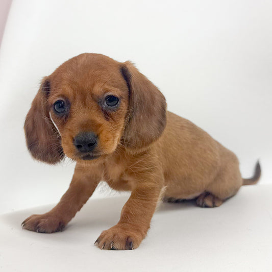 Roxie-Female Mini Dachshund