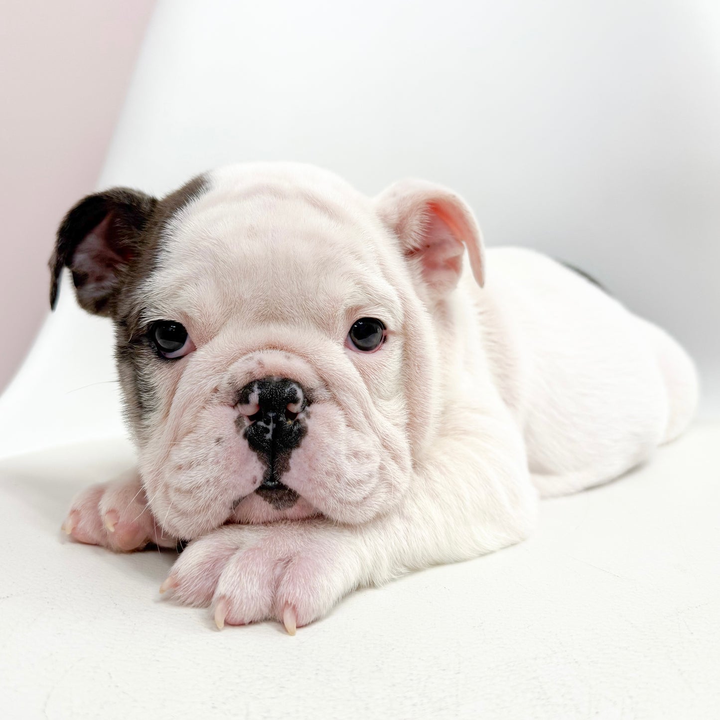 Paisley- Female English Bulldog