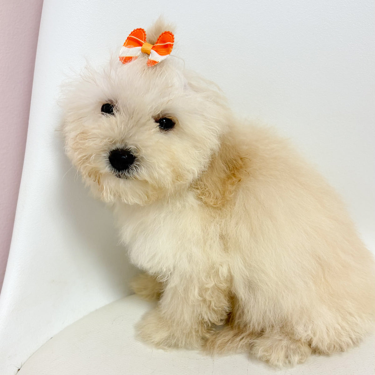 Sugar- Female Bichon-poo