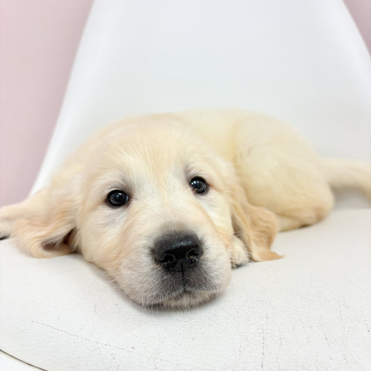 Heidi-Female Golden Retriever