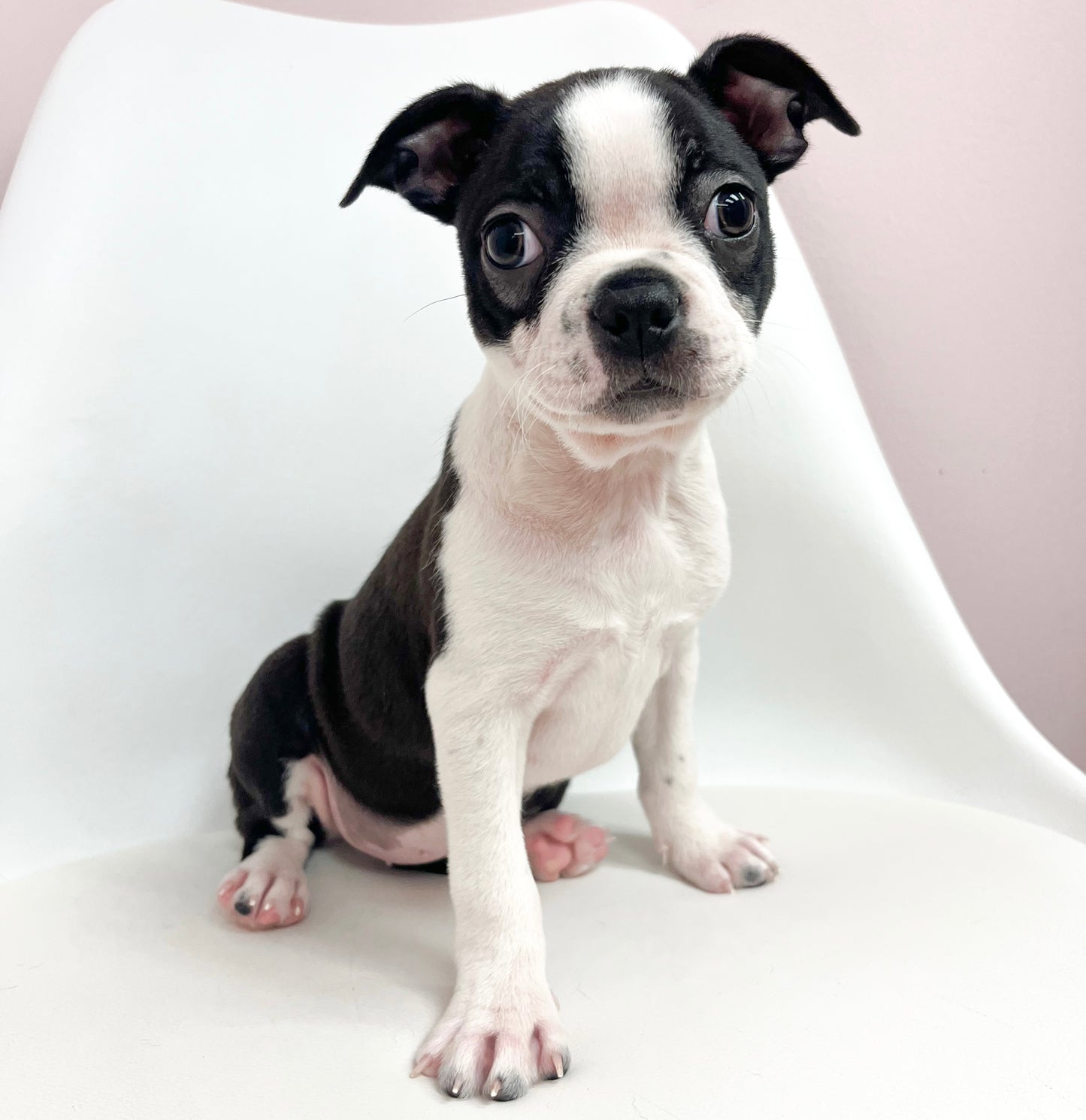 Daisy- Female Boston Terrier