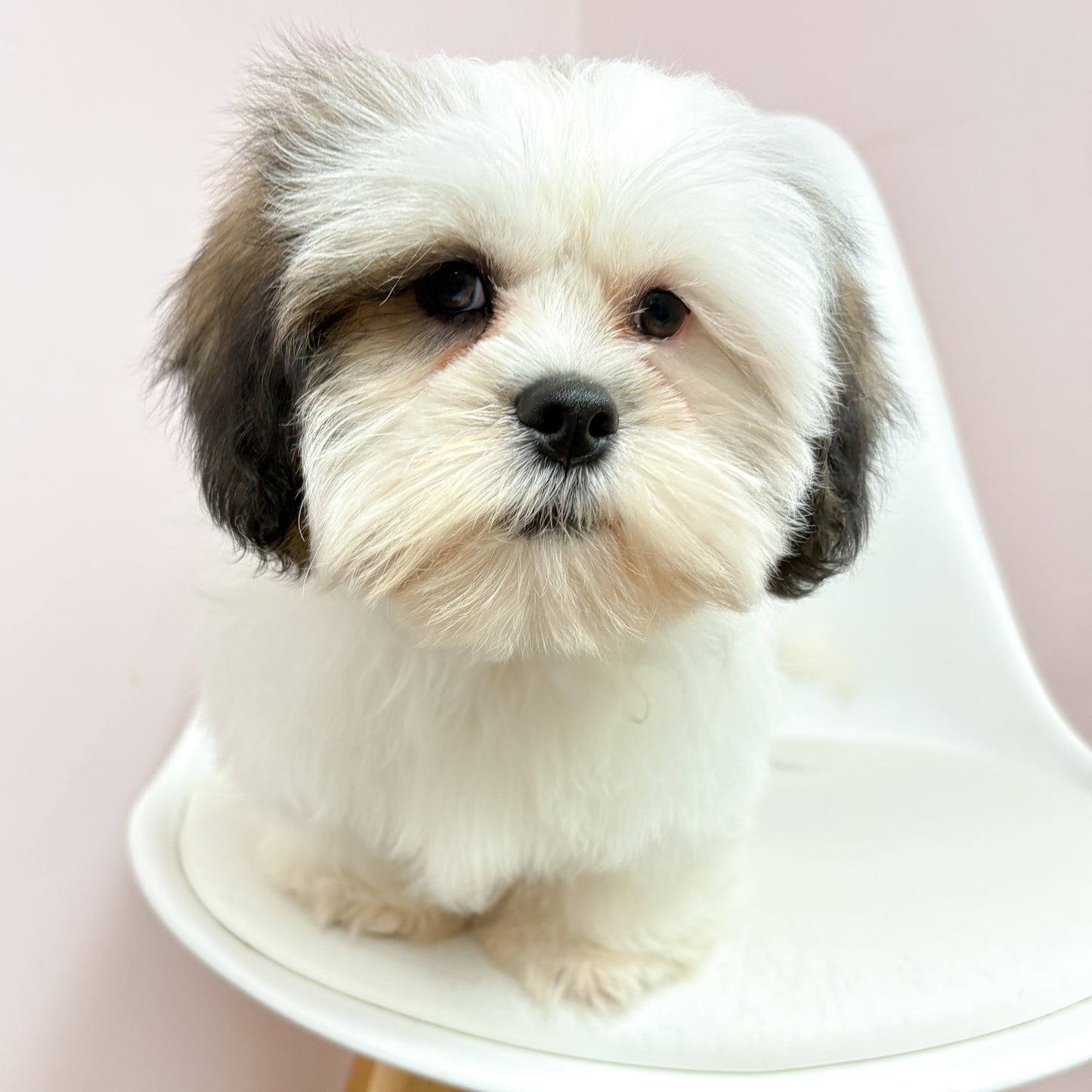 Arthur- Male Lhasa Apso