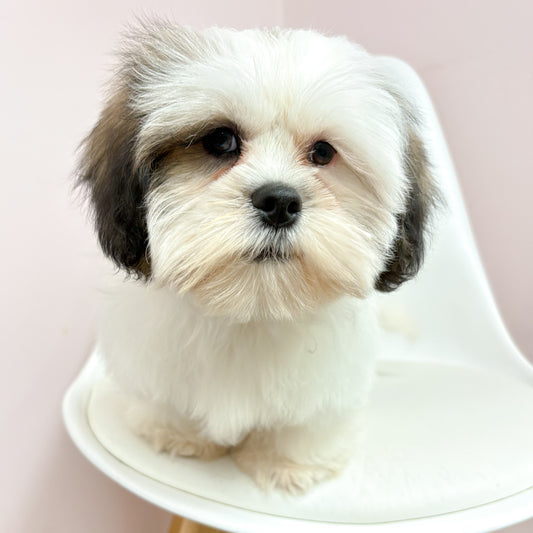 Arthur- Male Lhasa Apso