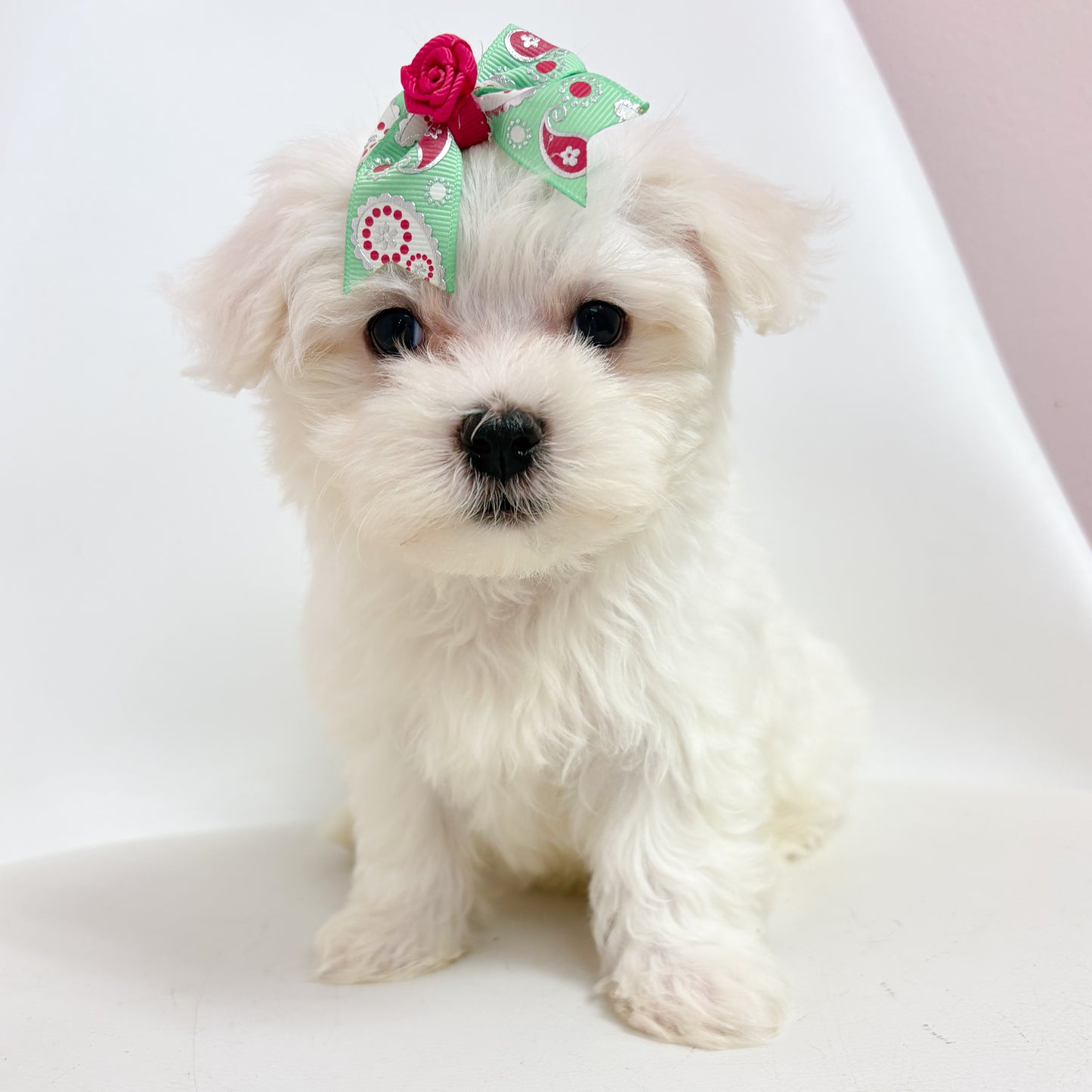 Paisley-Female Maltese