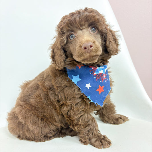 Reese-Male Toy Poodle