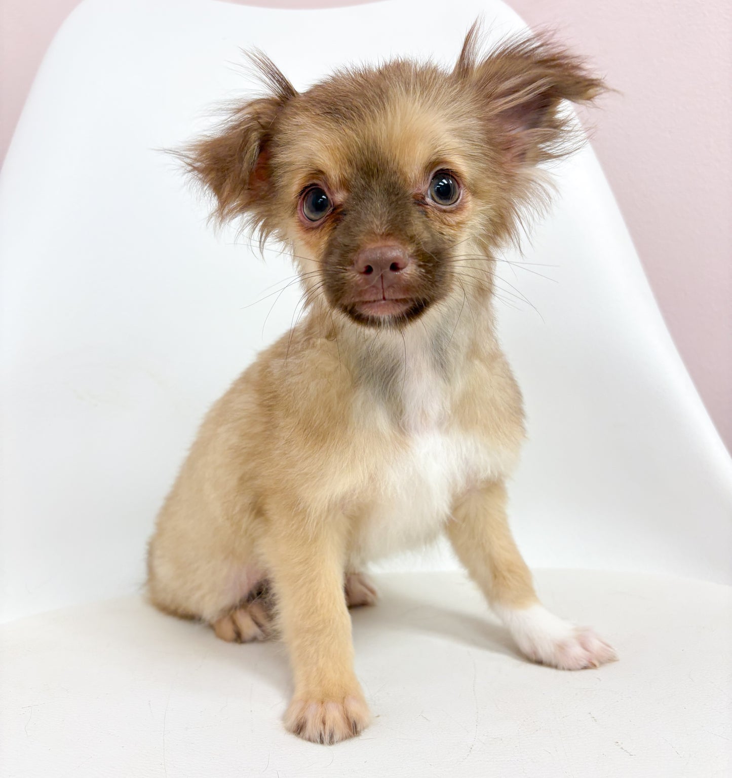 Chewie- Male Chihuahua