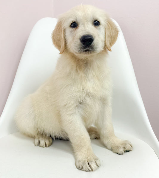 Beau-Male Golden Retriever