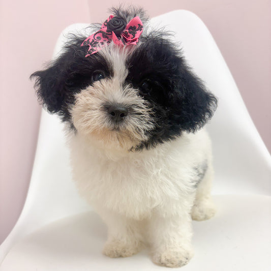 Pearl- Female Shipoo