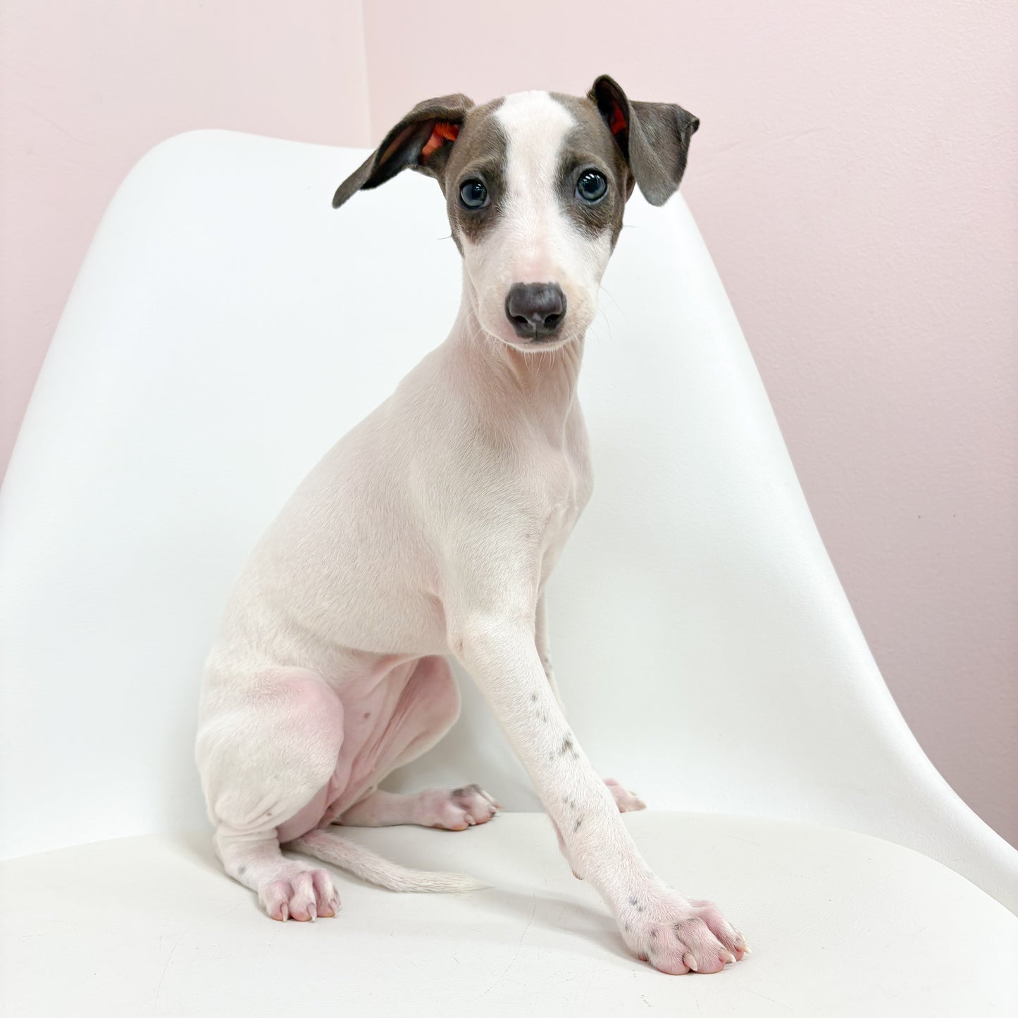 Sofia- Female Italian Greyhound