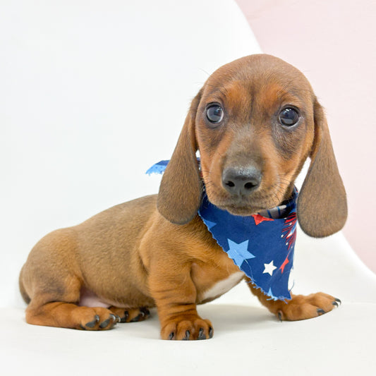 Cadet-Male Mini Dachshund