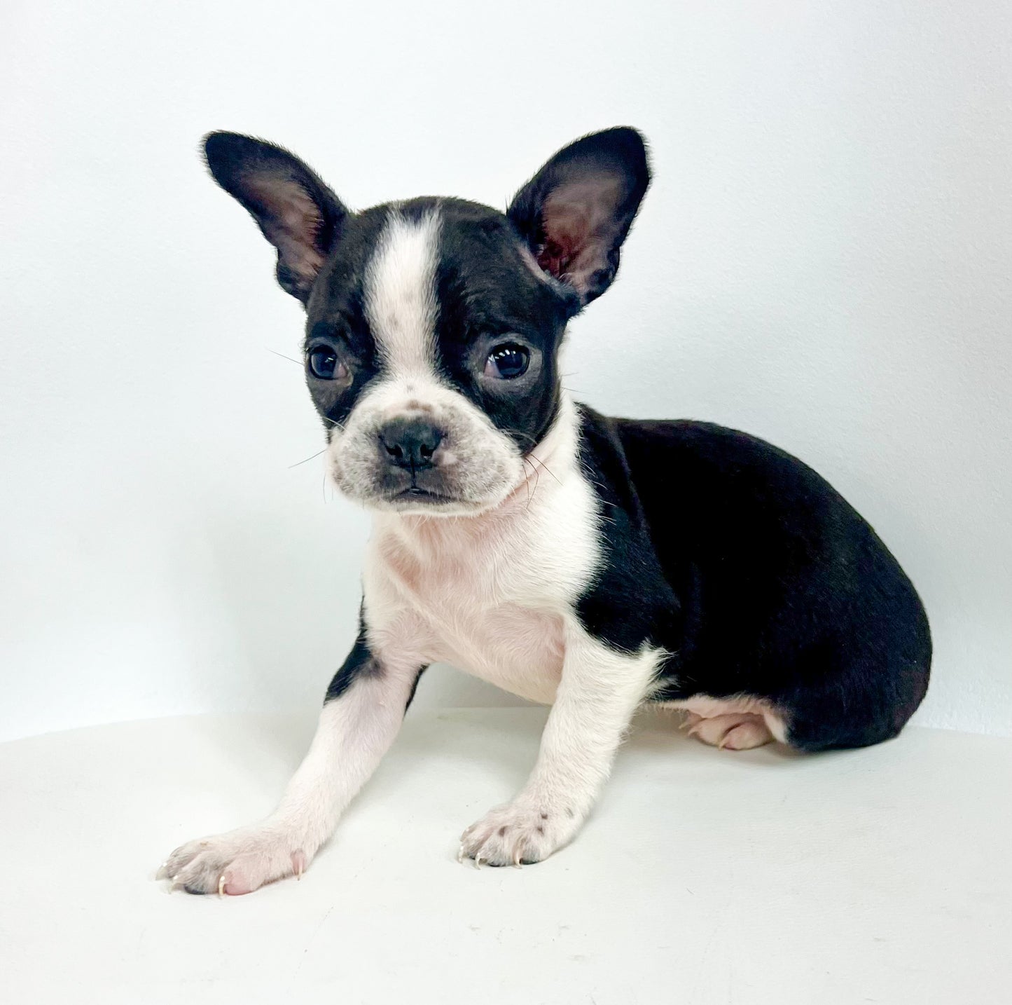 Miracle - Female Boston Terrier