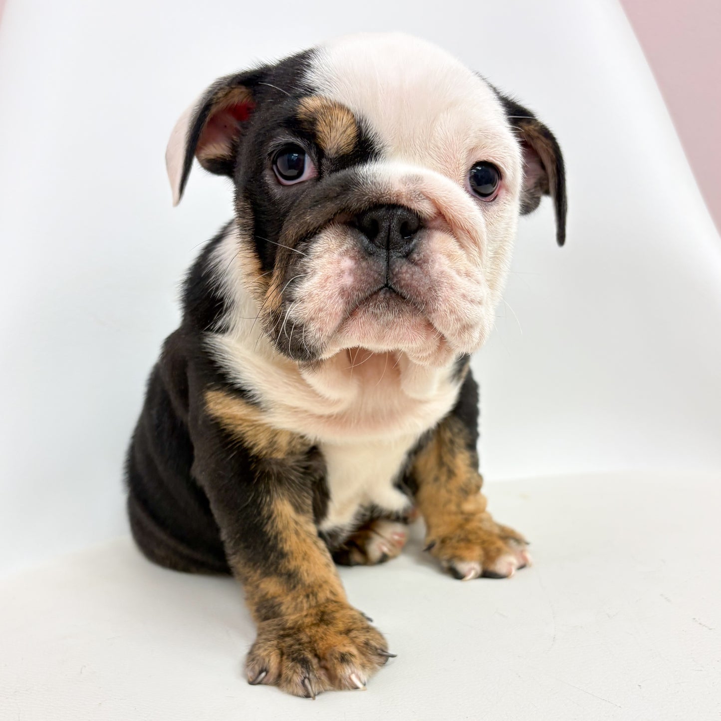 Layla- Female English Bulldog